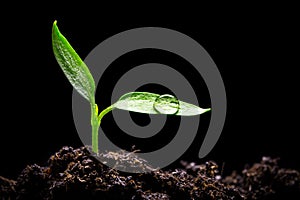 Seedling photo