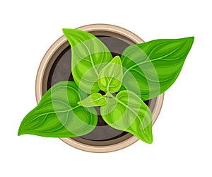 Seedling or Young Plant Growing in Plastic Pot or Box Above View Vector Illustration