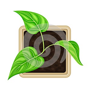 Seedling or Young Plant Growing in Plastic Pot or Box Above View Vector Illustration
