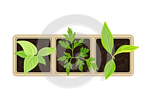 Seedling or Young Plants Growing in Plastic Pot or Box Above View Vector Illustration