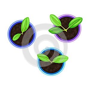 Seedling or Young Plants Growing in Plastic Pot or Box Above View Vector Illustration