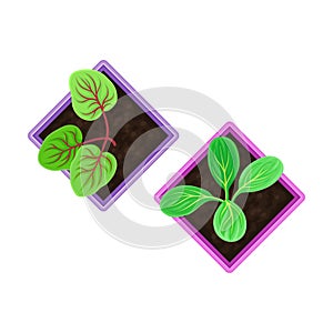 Seedling or Young Plants Growing in Plastic Pot or Box Above View Vector Illustration