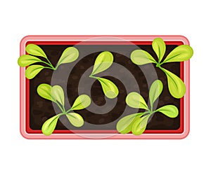 Seedling or Young Plants Growing in Plastic Pot or Box Above View Vector Illustration