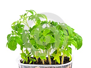 Seedling of young tomato plant in capacity with land