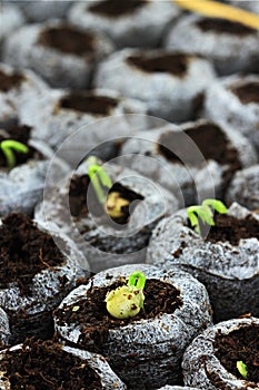 Seedlings