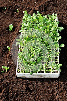 Seedlings