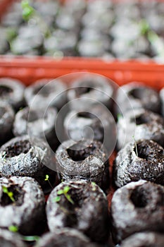 Seedlings