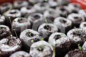 Seedlings