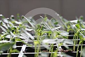 Seedlings