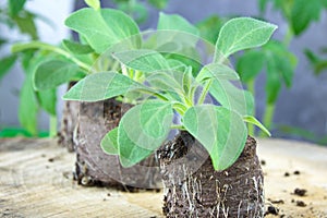 Seedlings of ampel petunia flowers in peat tablets green sprouts ready for picking seedlings with sprouted roots