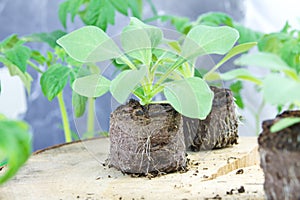 Seedlings of ampel petunia flowers in peat tablets green sprouts ready for picking seedlings with sprouted roots