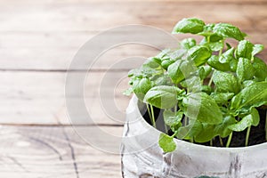 Seedlings of Basil in a ceramic pot. Green seedlings of fragrant grass, young plants, leaves and gardening