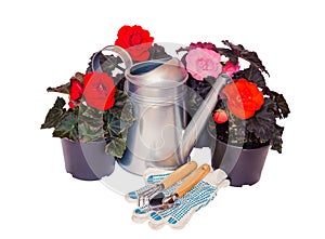 Seedlings begonia flowers, garden tools and watering can isolated