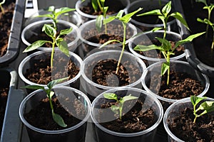 Seedlings of bell pepper