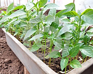 seedlings of bell peppers in a container in a greenhouse. gardening, nature, plants, spring.