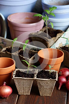 Seedlings in biodegradable cardboard pots and clay flower pots on dark moody background,