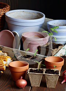 Seedlings in biodegradable cardboard pots and clay flower pots on dark moody background,