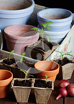 Seedlings in biodegradable cardboard pots and clay flower pots on dark moody background,