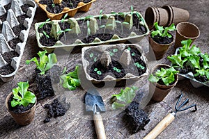 Seedlings in biodegradable pots