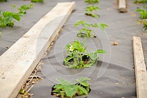 Seedlings of blossoming strawberries in the garden