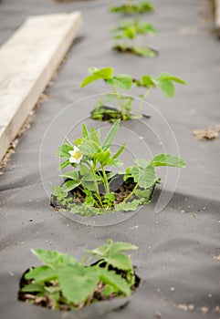 Seedlings of blossoming strawberries in the garden