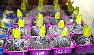 Seedlings of a bright yellow-green Hyacinth plant, Hyacinthus, on a pallet in lilac plastic cups. Selective focus. Fauna, plants