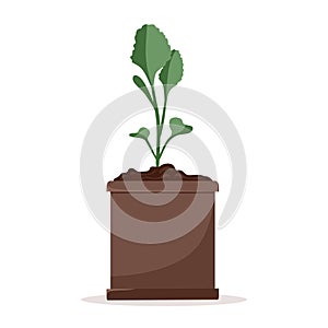 Seedlings of cabbage plants in pots. Cultivation of garden plants. Plant care. Vector illustration