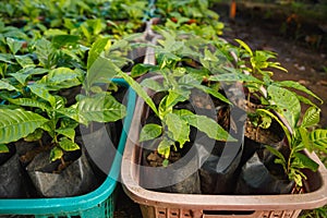 Seedlings of cocoa trees in the nursery
