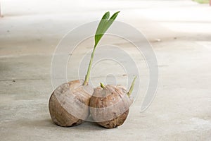 Seedlings of coconut growing. The concept are starting of business.