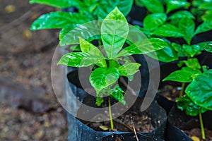 .Seedlings of coffee plants in a nursery