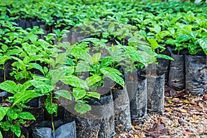 .Seedlings of coffee plants in a nursery