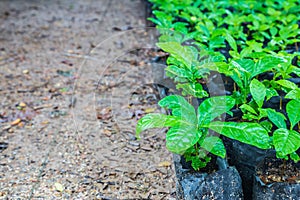 .Seedlings of coffee plants in a nursery