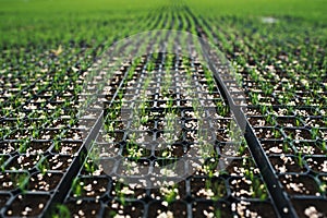 Seedlings of coniferous trees. Pine seedlings grown in commercial greenhouse. Young pine trees for forestry. Small seedlings of pi