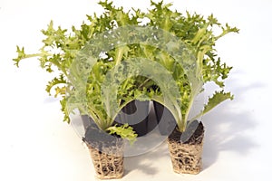 Seedlings with container of salad re-esil ready for transplantation photo