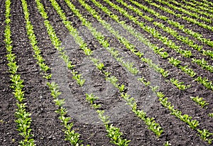 Seedlings crop field in spring, agricultural theme