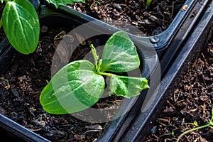 Seedlings of cucumber in a pot with soil mixture, unfavorable conditions led to the wilting of these leaves