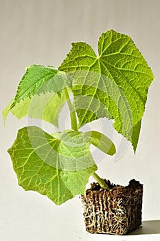 Seedlings of cucumbers with roots on a light background