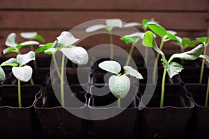 seedlings of cucumbers, small sprouts in black pots, green young plants