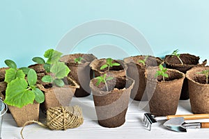 Seedlings of cucumbers and tomatoes and garden tools on a blue background.