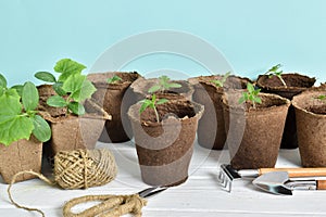 Seedlings of cucumbers and tomatoes and garden tools on a blue background.