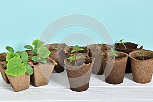 Seedlings of cucumbers and tomatoes and garden tools on a blue background.