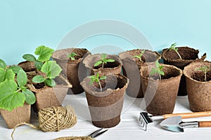 Seedlings of cucumbers and tomatoes and garden tools on a blue background.