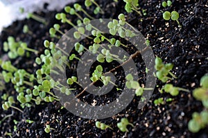 Seedlings of cultivated plants to prepare for planting