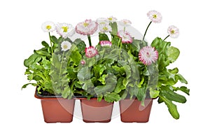 Seedlings of Daisies in pots for planting in the garden or park in spring