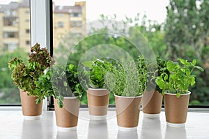 Seedlings of different aromatic herbs in paper cups on wooden window sill