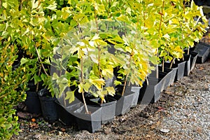 Seedlings of different bushes in pots in garden store in spring. Nursery of plant and trees for gardening. Garden shop