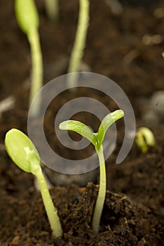 Seedlings in dirt