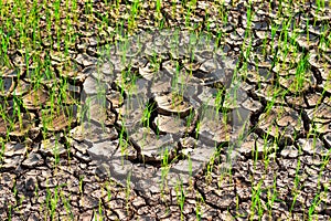 Seedlings on the dry land Drought due to climate change Global warming