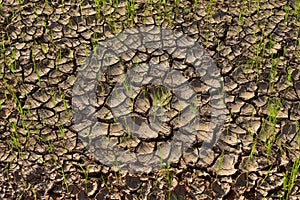 Seedlings on the dry land Drought due to climate change Global warming