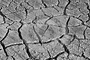 Seedlings on the dry land Drought due to climate change Global warming in Southeast Asia,